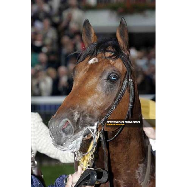 close up for Horatio Nelson Paris Longchamp, 2nd october 2005 ph. Stefano Grasso