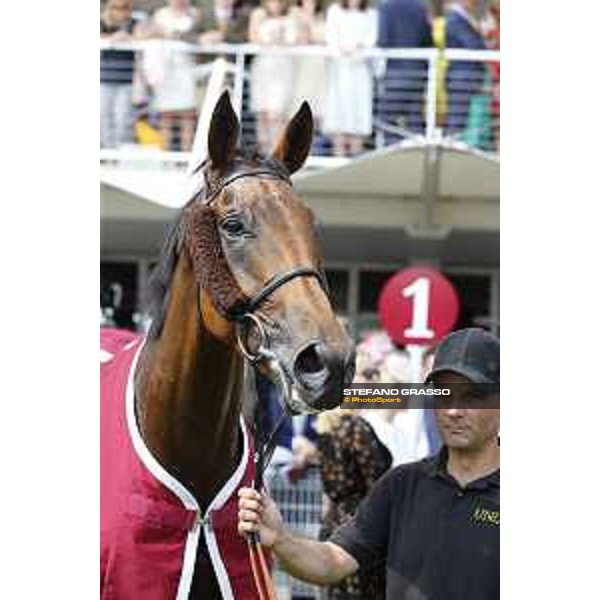 Goodwood - QATAR Goodwood Festival Big Orange winner of the QATAR Goodwood Cup Goodwood,30th july 2015 ph.Stefano Grasso/QEF