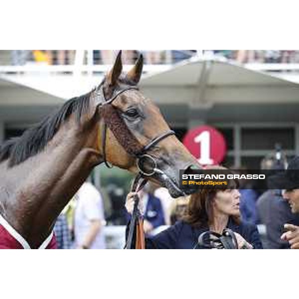 Goodwood - QATAR Goodwood Festival Big Orange winner of the QATAR Goodwood Cup Goodwood,30th july 2015 ph.Stefano Grasso/QEF