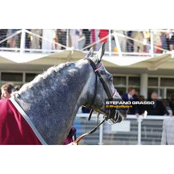 QATAR Goodwood Festival Qatar International Stakes (Group 1 PA) Sir Bani Yas Goodwood, Fifht day, 1st august 2015 ph.Stefano Grasso/QEF