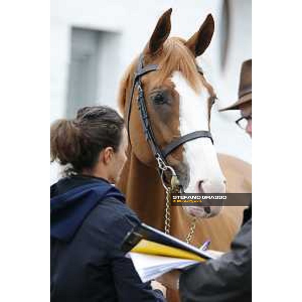 Aachen - FEI European Championships 2015 Gribouille du Lys Aachen,17th August 2015 ph.Stefano Grasso/Loro Piana
