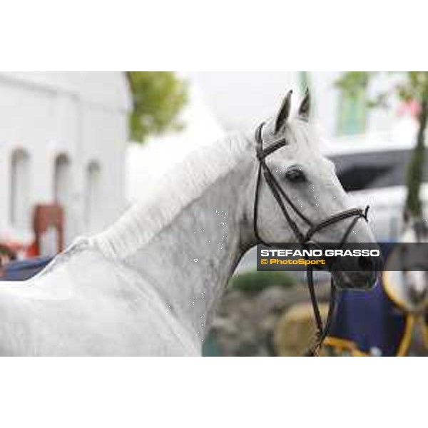 Aachen - FEI European Championships 2015 Carlo 273 Aachen,17th August 2015 ph.Stefano Grasso/Loro Piana