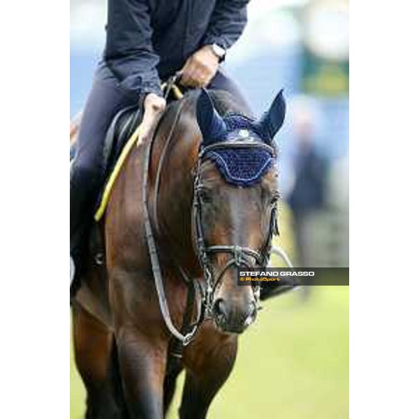 Aachen - FEI European Championships 2015 Team Italia Loro Piana warming up Daniele Augusto Da Rios on For Passion Aachen,18th August 2015 ph.Stefano Grasso/Loro Piana
