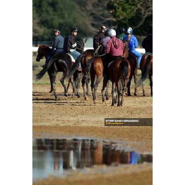 morning works at Pisa San Rossore march 11 2004 ph. Stefano Grasso