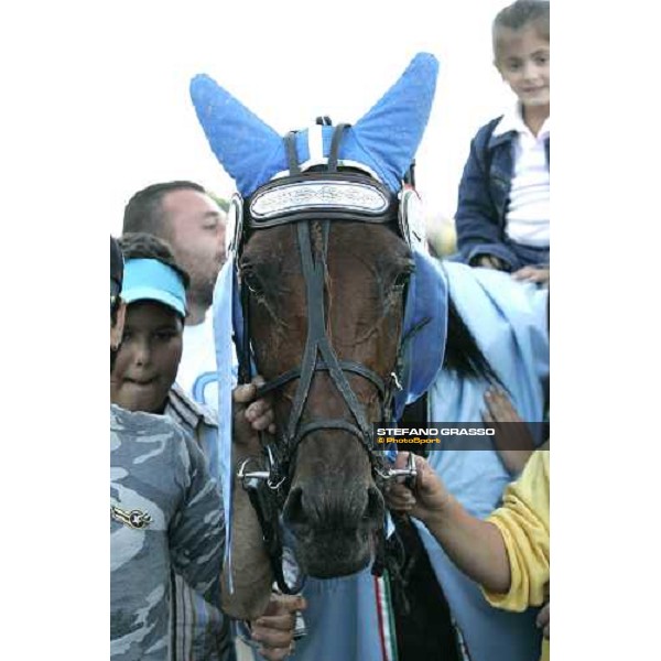 close up for Fairbank Gi, winner of 78¡ Derby Italiano del trotto Roma Tordivalle 9th october 2005 ph. Stefano Grasso