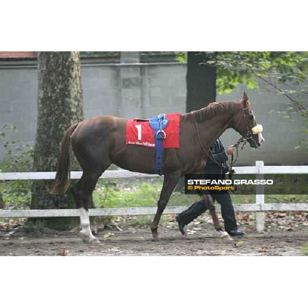 Altieri in the pre parade ring of Premio Vittorio di Capua Milan, 15th october 2005 ph. Stefano Grasso