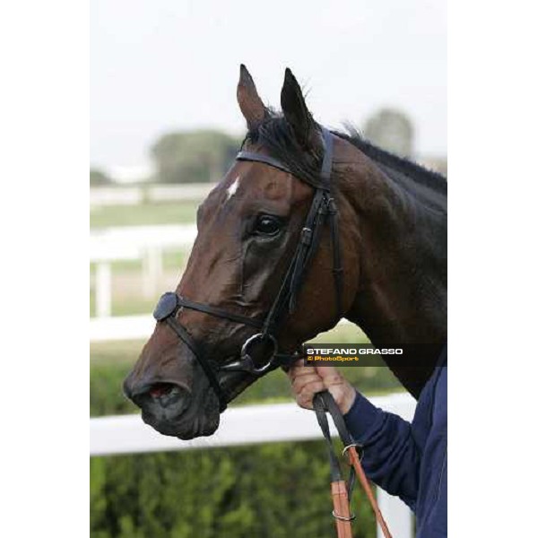 a close up for Dubai Surprise winner of Premio Lydia Tesio Rome, 23rd october 2005 ph. Stefano Grasso