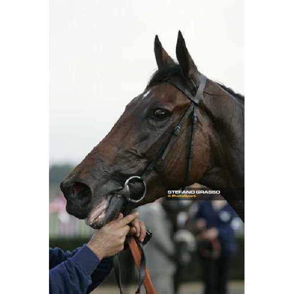 a close up for Dubai Surprise winner of Premio Lydia Tesio Rome, 23rd october 2005 ph. Stefano Grasso