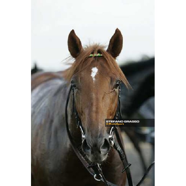 a close up for Sunday\'s Brunch winner of Premio Guido Berardelli Rome, 23rd october 2005 ph. Stefano Grasso