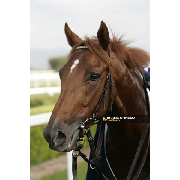 a close up for Sunday\'s Brunch winner of Premio Guido Berardelli Rome, 23rd october 2005 ph. Stefano Grasso