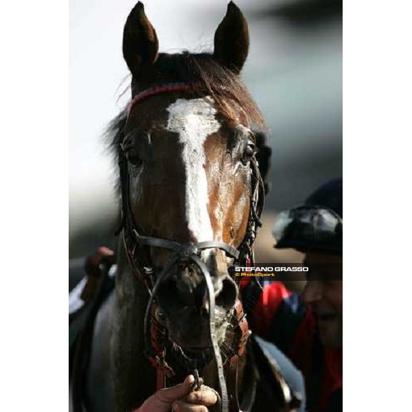 close up for Le Giare winner of Premio Nearco Rome, 23rd october 2005 ph. Stefano Grasso