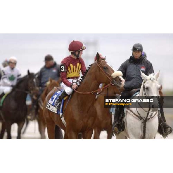 Elocutrionist before disappointing at Woodbne 23-10-05 pic Bill Selwyn