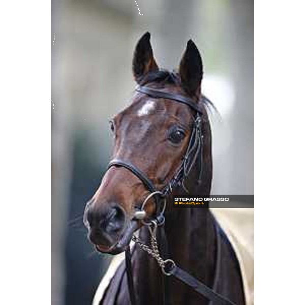 Portraits of Hurricane Fly Milano,18th october 2015 ph.Stefano Grasso