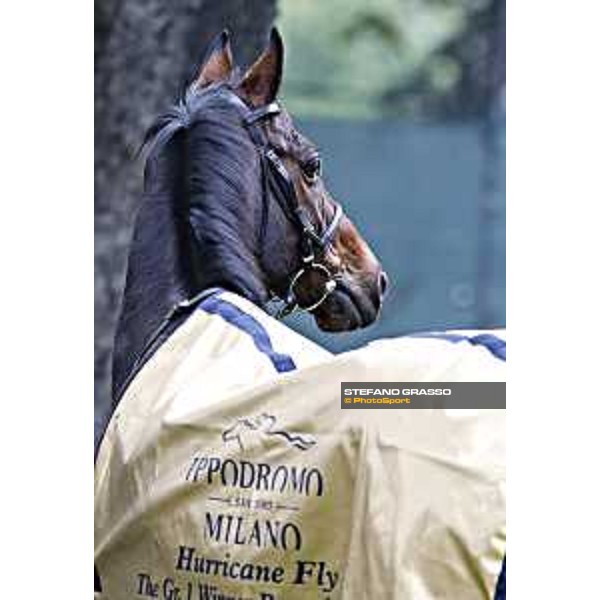 Portraits of Hurricane Fly Milano,18th october 2015 ph.Stefano Grasso