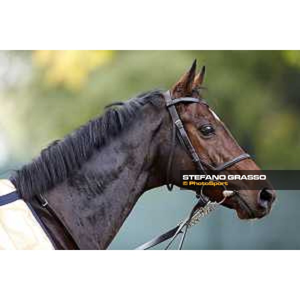 Portraits of Hurricane Fly Milano,18th october 2015 ph.Stefano Grasso