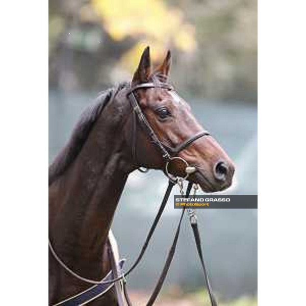 Portraits of Hurricane Fly Milano,18th october 2015 ph.Stefano Grasso