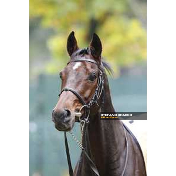 Portraits of Hurricane Fly Milano,18th october 2015 ph.Stefano Grasso