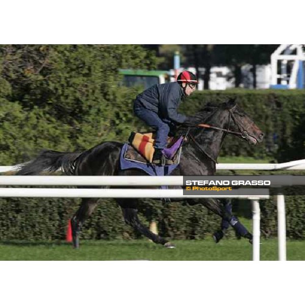 Bago training on the turf during morning track works at Belmont Park - NY New York, 27th october 2005 ph. Stefano Grasso