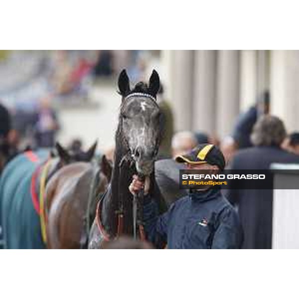 Aragoni and Slowpoke win the Premio Carlo Porta Milano, San Siro racecourse 18 oct.2015 ph.Stefano Grasso
