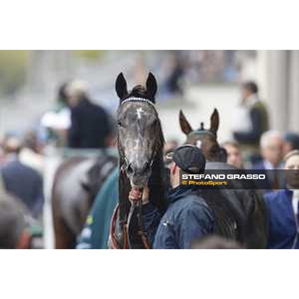 Aragoni and Slowpoke win the Premio Carlo Porta Milano, San Siro racecourse 18 oct.2015 ph.Stefano Grasso