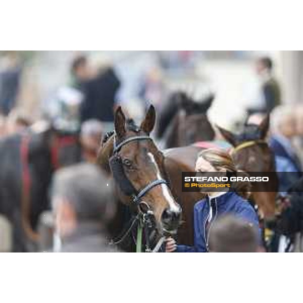 Aragoni and Slowpoke win the Premio Carlo Porta Milano, San Siro racecourse 18 oct.2015 ph.Stefano Grasso