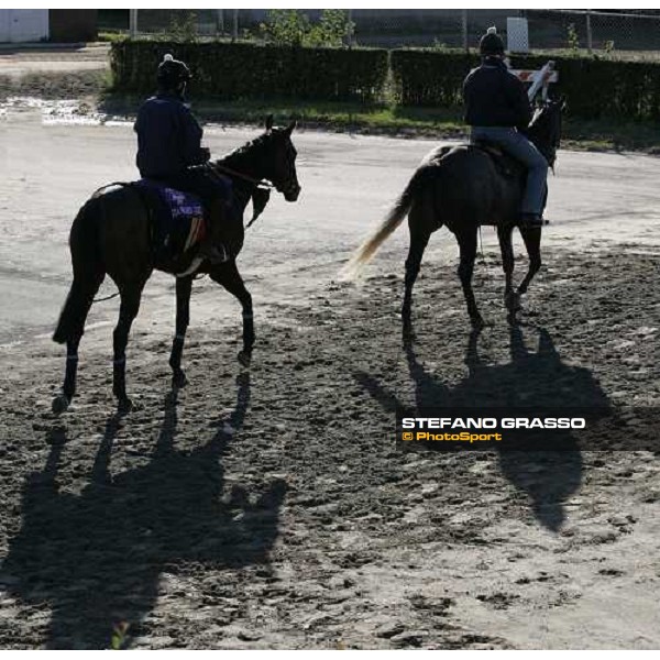 Oujia Board comes back after morning track works at Belmont Park - NY New York, 27th october 2005 ph. Stefano Grasso