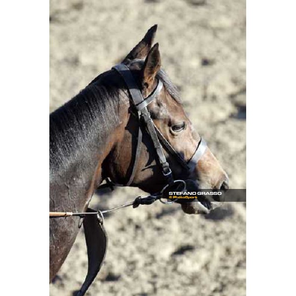 close up for Oujia Board after the morning track works at Belmont Park - NY New York, 27th october 2005 ph. Stefano Grasso