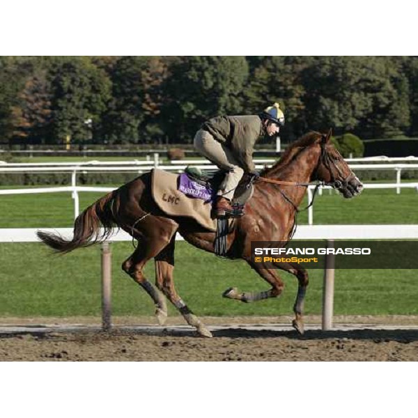 Starcrfaft at the morning track works at Belmont Park - NY New York, 27th october 2005 ph. Stefano Grasso