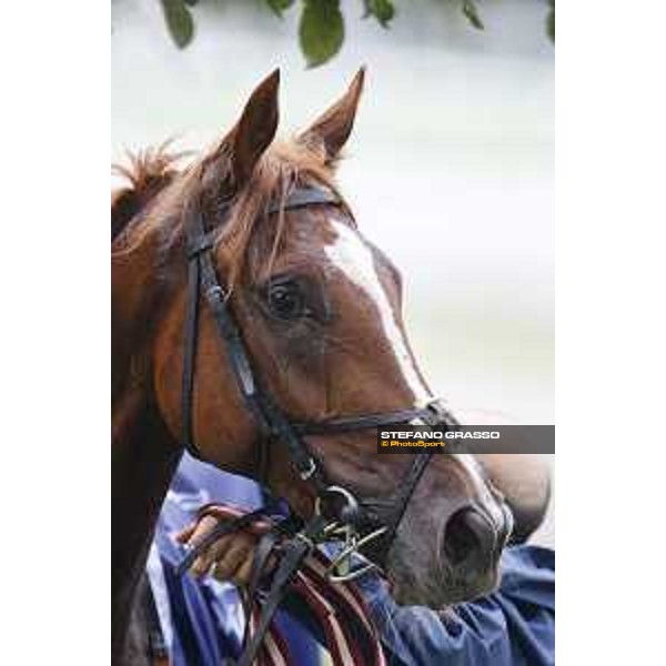 Biz Heart win the Gran Criterium Milano, San Siro racecourse 18 oct.2015 ph.Stefano Grasso