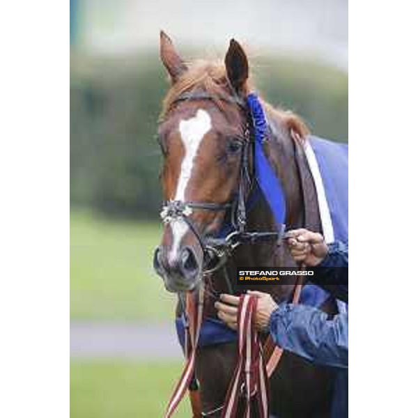 Biz Heart win the Gran Criterium Milano, San Siro racecourse 18 oct.2015 ph.Stefano Grasso