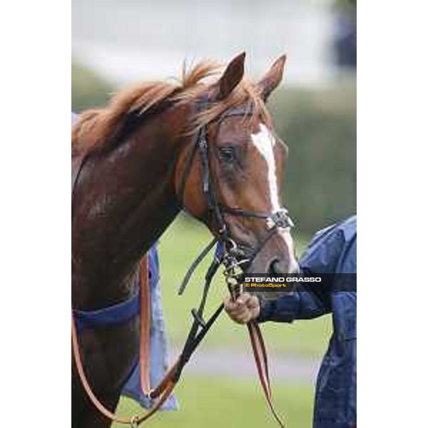 Biz Heart win the Gran Criterium Milano, San Siro racecourse 18 oct.2015 ph.Stefano Grasso