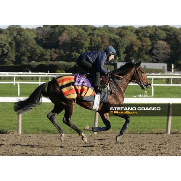 Shirocco during morning track works at Belmont Park - NY New York, 27th october 2005 ph. Stefano Grasso