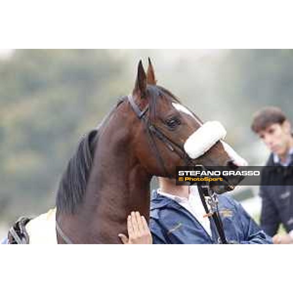 Andrasch Starke and Lovelyin win the Gran Premio del Jockey Club Milano, San Siro racecourse 18 oct.2015 ph.Stefano Grasso