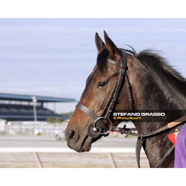 a close up for Oujia Board before morning track works at Belmont Park - NY New York, 27th october 2005 ph. Stefano Grasso