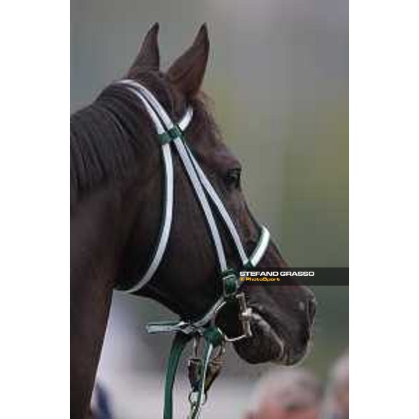 Al Khalediah Cup Milano, San Siro racecourse 18 oct.2015 ph.Stefano Grasso