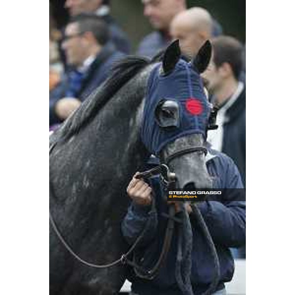 Al Khalediah Cup Milano, San Siro racecourse 18 oct.2015 ph.Stefano Grasso