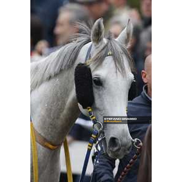 Al Khalediah Cup Milano, San Siro racecourse 18 oct.2015 ph.Stefano Grasso