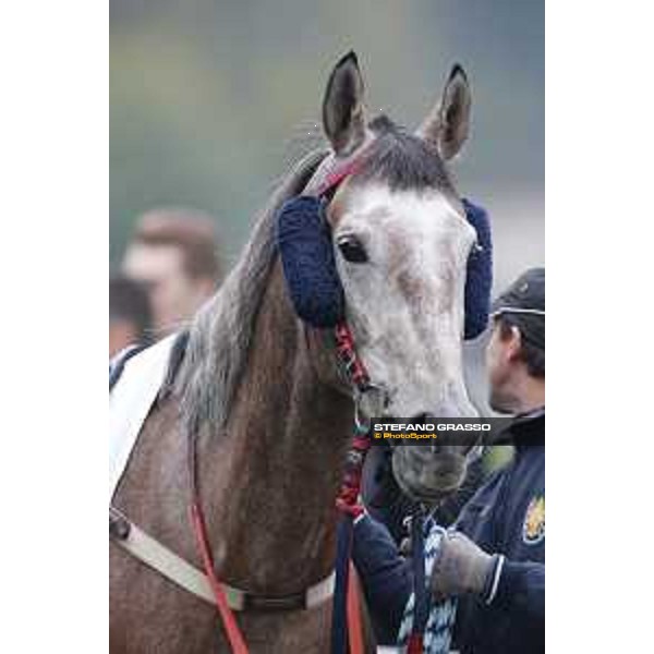 Al Khalediah Cup Milano, San Siro racecourse 18 oct.2015 ph.Stefano Grasso