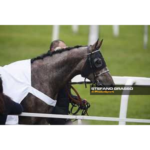 Al Khalediah Cup Milano, San Siro racecourse 18 oct.2015 ph.Stefano Grasso