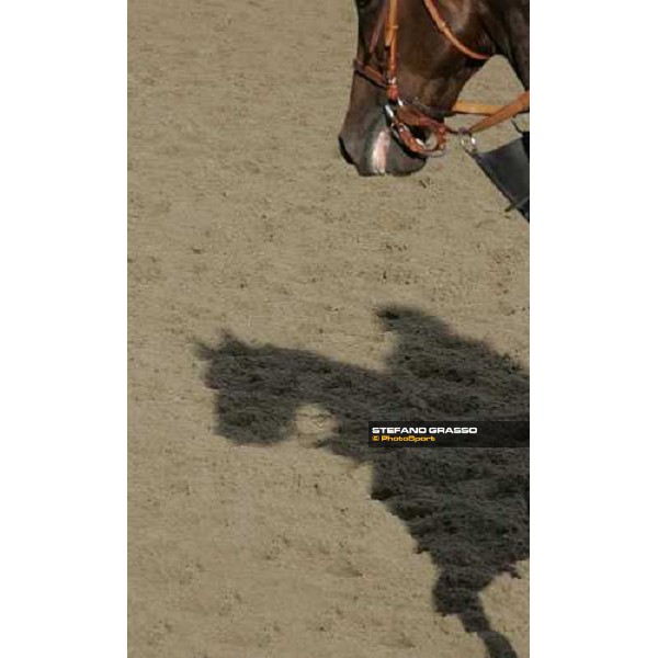 the shadow of Brother Dereck after morning training at Belmont Park New York, 28th october 2005 ph. Stefano Grasso