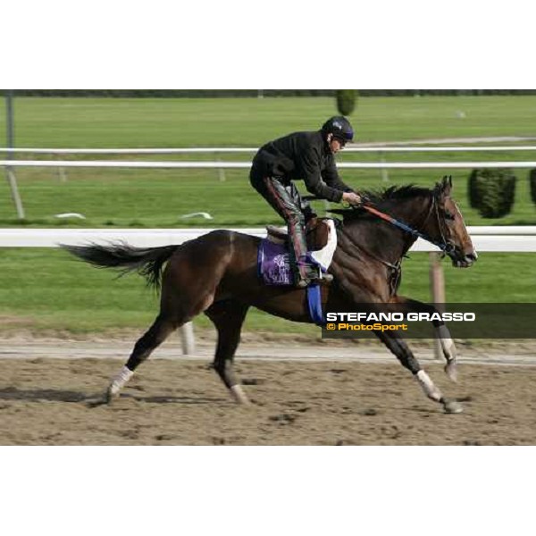 Suave during morning track works at Belmont Park New York, 28th october 2005 ph. Stefano Grasso