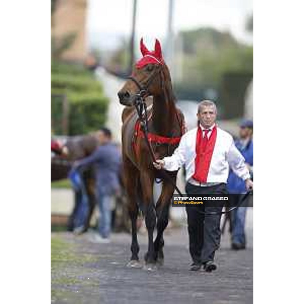 Nymeria Premio Longines Lydia Tesio Roma,25/10/2015 ph.Stefano Grasso