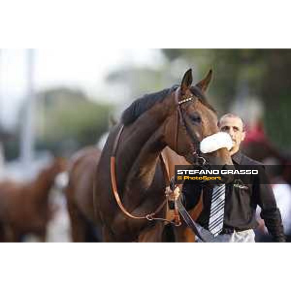 Reset in Blue Premio Longines Lydia Tesio Roma,25/10/2015 ph.Stefano Grasso