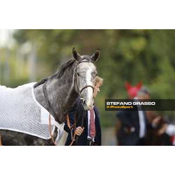 Victoria Regina Premio Longines Lydia Tesio Roma,25/10/2015 ph.Stefano Grasso