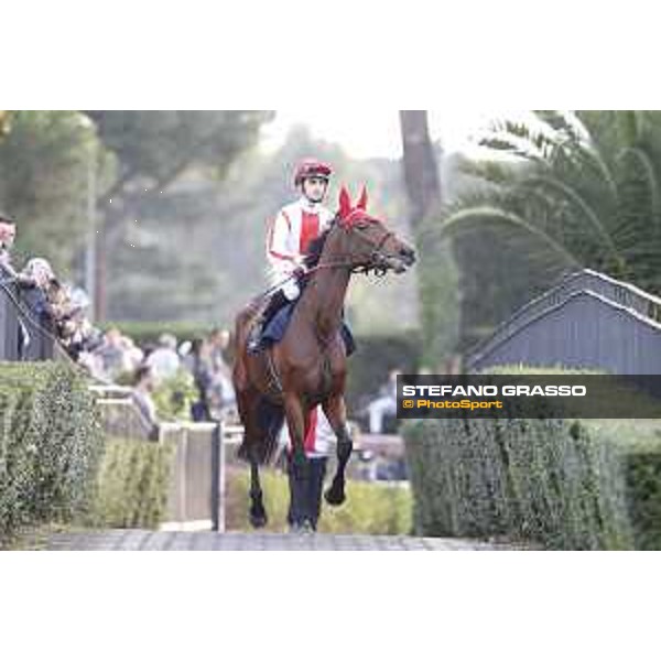 Daytona Bay Premio Longines Lydia Tesio Roma,25/10/2015 ph.Stefano Grasso