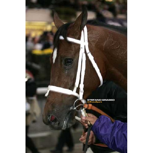 a close up for Saint Liam winner of the Breeders\' Cup Classic New York, 29th october 2005 ph. Stefano Grasso