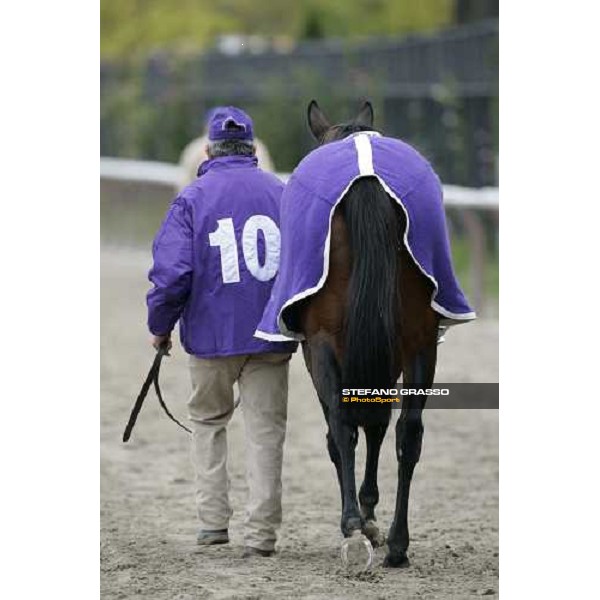 Intercontinental comes back to the stable after winning the Emirates Airline Breeders\' Cup Filly \' Mare Turf New York, 29th october 2005 ph. Stefano Grasso
