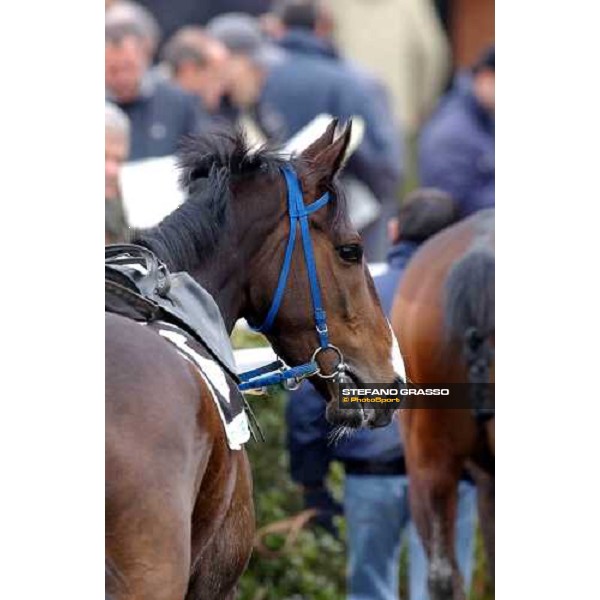 Pisa San Rossore race track march 10 2004 ph.Stefano Grasso