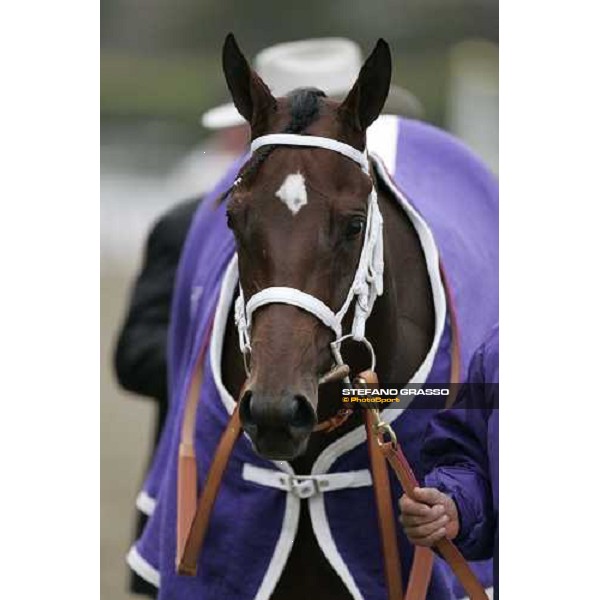 a close up for Folklore winner of The Alberto VO5 Breeders\' Cup Juvenile Fillies New York, 29th october 2005 ph. Stefano Grasso