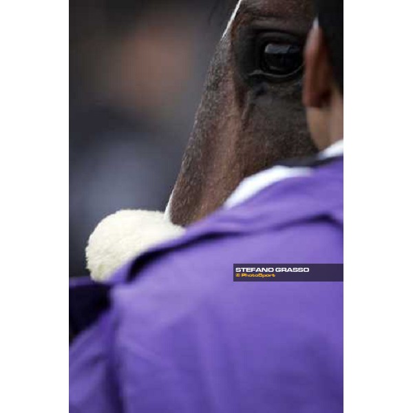 a close up for Artie Schiller winner of Netjets Breeders\' Cup Mile New York, 29th october 2005 ph. Stefano Grasso